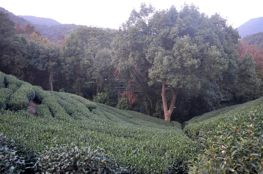 杭州九溪茶叶种植基地