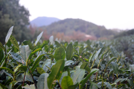 杭州九溪茶叶种植基地