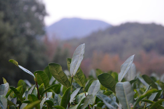 杭州九溪茶叶种植基地