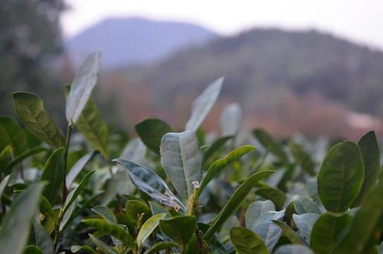 杭州九溪茶叶种植基地