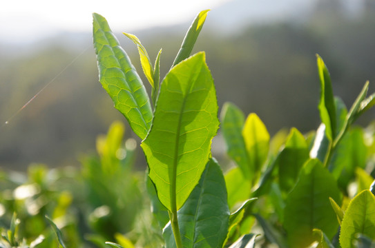 杭州西湖龙井茶