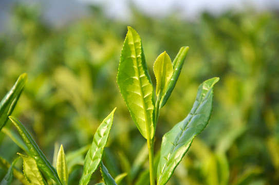 杭州西湖龙井茶