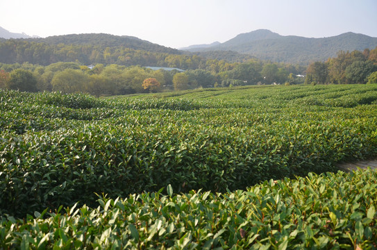 杭州茅家埠茶园