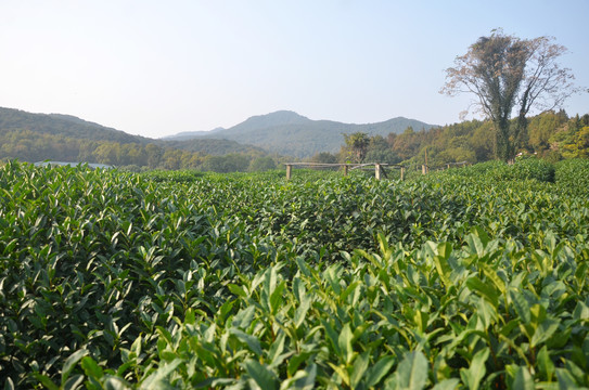 杭州茅家埠茶园