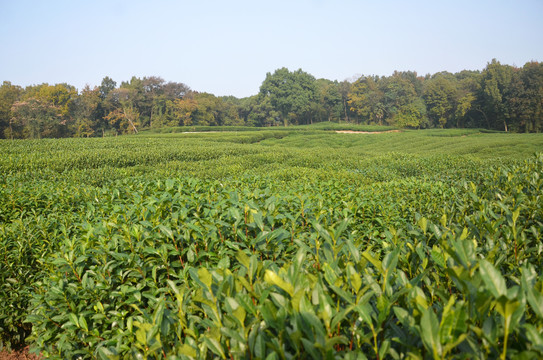 茶葉種植基地