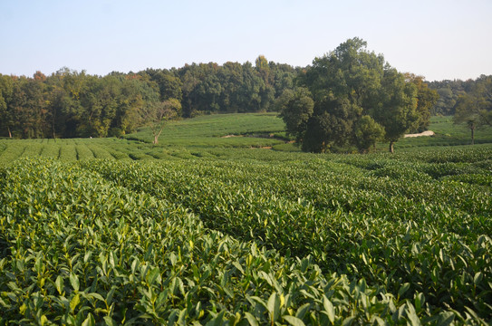 茶叶种植基地