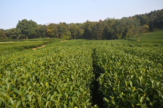 茶叶种植基地