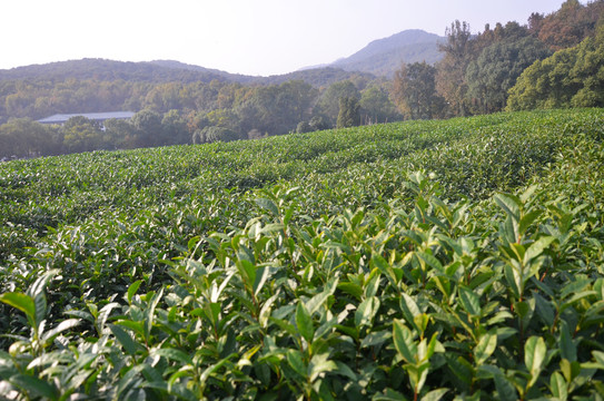 茶叶种植