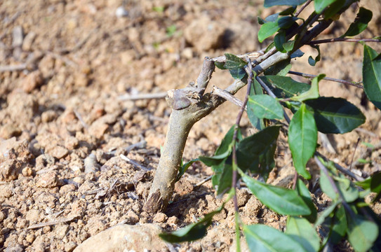 茶叶种植