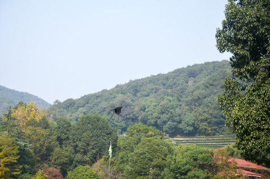 山峰飞鸟