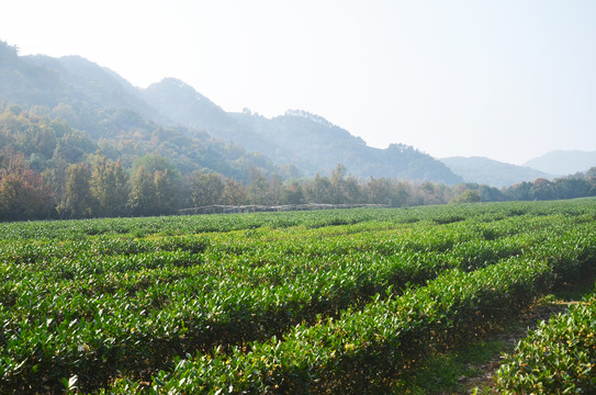 西湖龙井茶叶种植