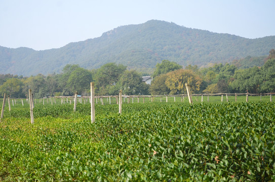 龙井问茶