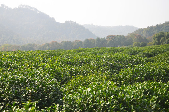 龙井问茶