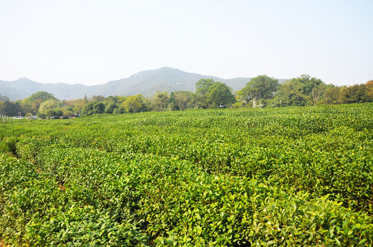 西湖龙井茶园