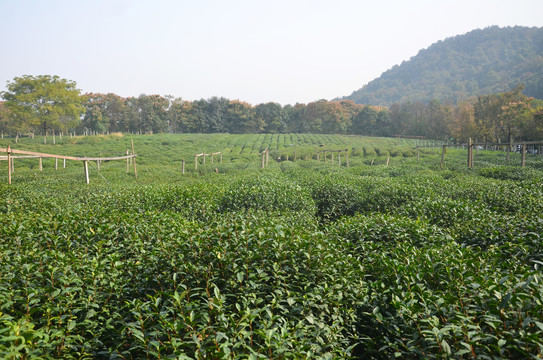 西湖龙井茶文化景区