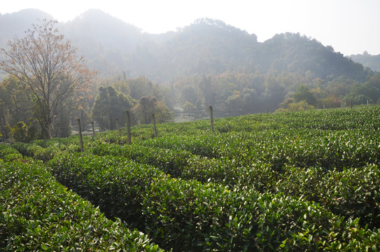 西湖龙井茶文化景区