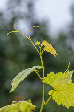 藤蔓植物