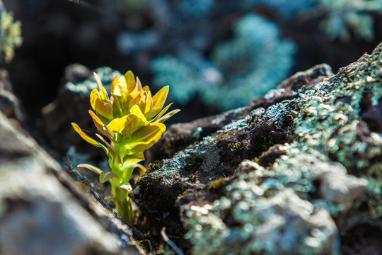 岩石新芽发芽苔藓阳光生命