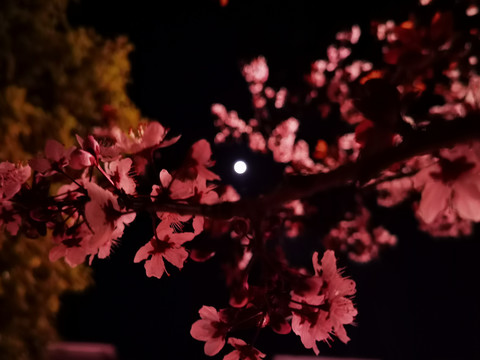 夜晚月中的樱花