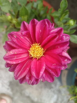 小麗花
