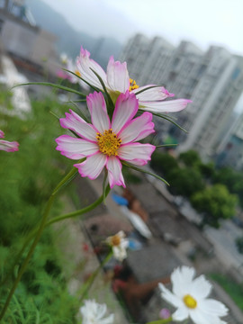 波斯菊