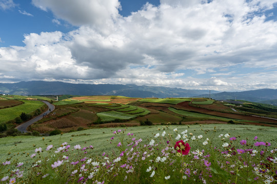 东川红土地格桑花