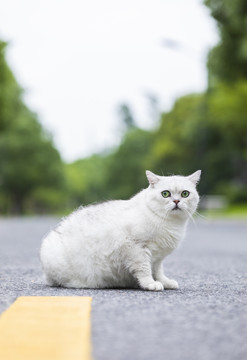 在室外的可爱小猫咪