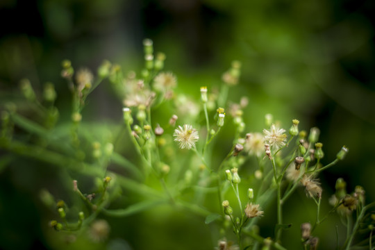 小蓬草