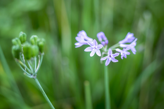 紫娇花