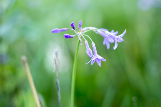 紫娇花