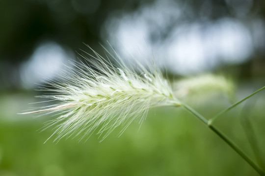 狼尾草