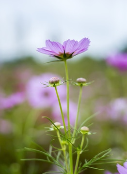 波斯菊