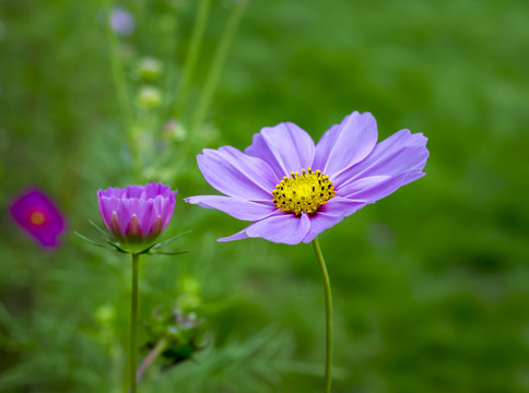 格桑花