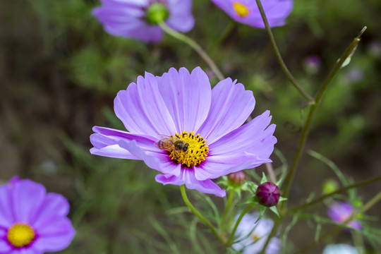 蜜蜂采蜜