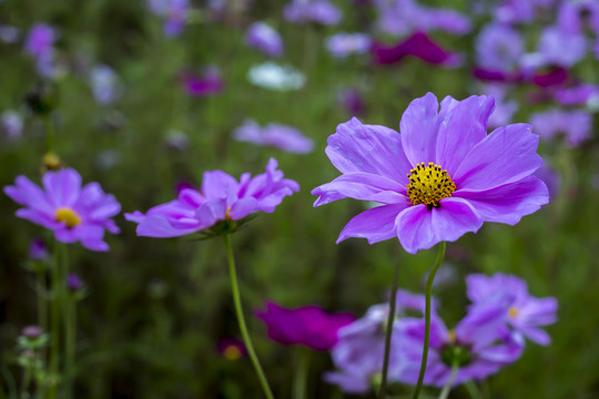 高清波斯菊格桑花秋英花特写