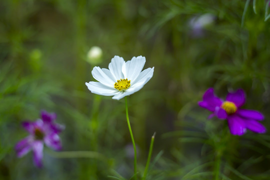 波斯菊