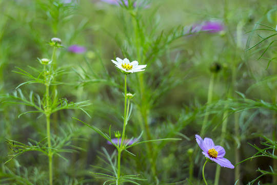 格桑花