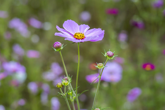 高清波斯菊格桑花秋英花特写