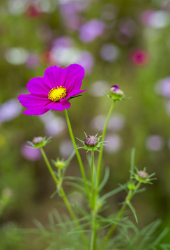 格桑花