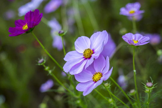 格桑花