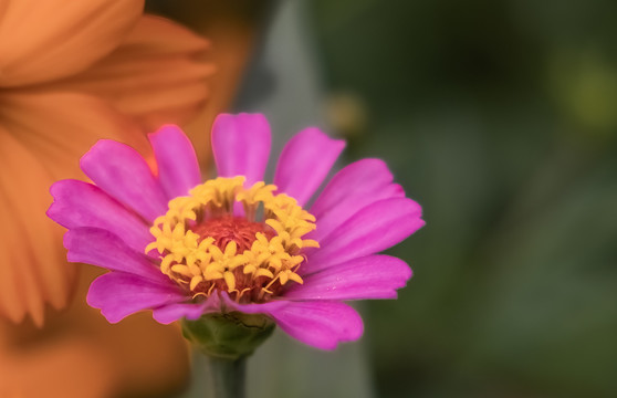 百日菊