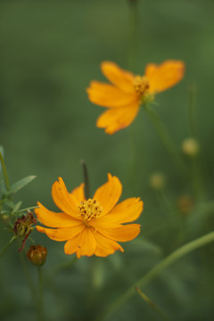 金鸡菊