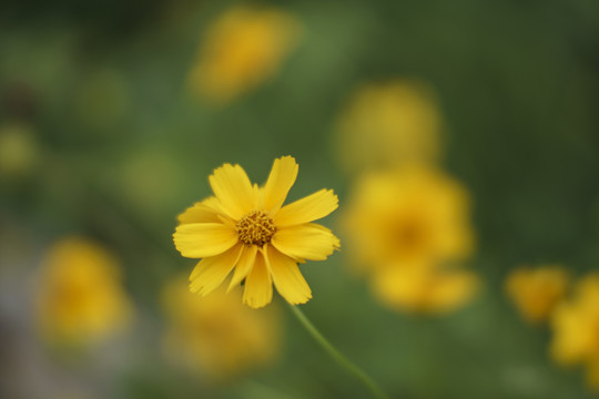 金鸡菊