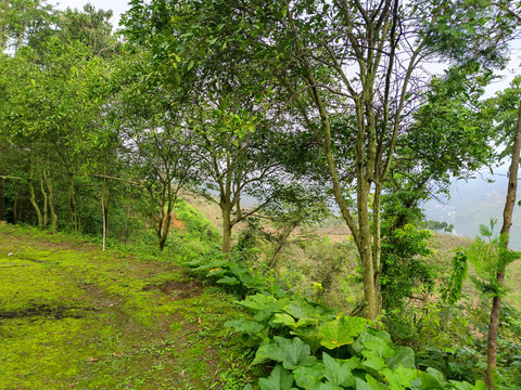 秦巴山区