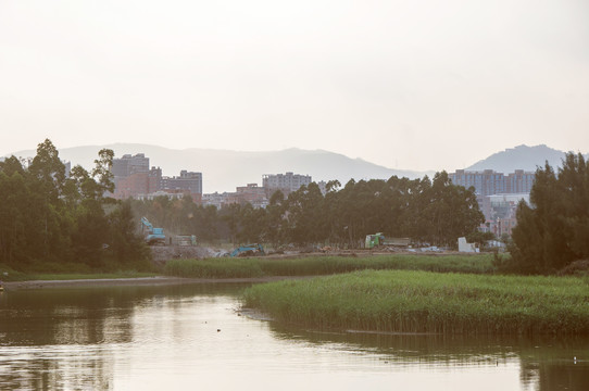 公园湿地夏日傍晚景色