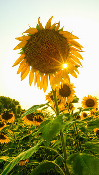 太阳花