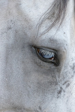 马匹眼睛特写