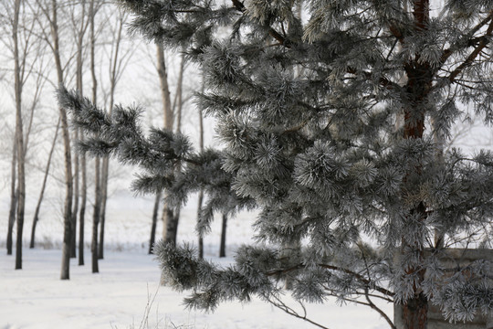 雾凇雪淞