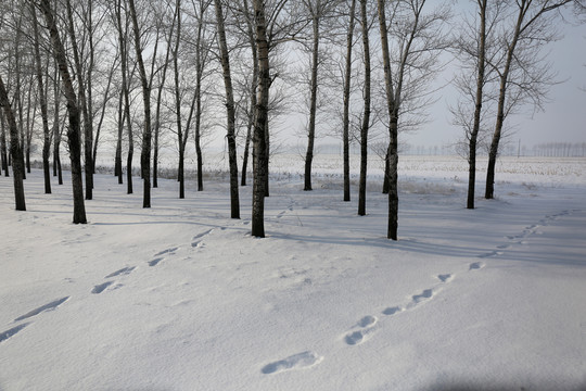 冬季东三省林海雪原上的脚印