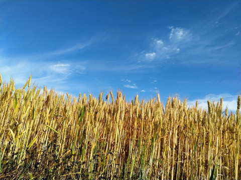 麦田